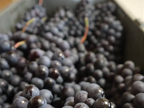 特産品のスチューベン