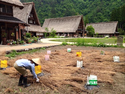 集落(菅沼集落)での畑の様子