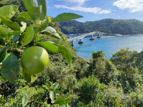 西村さん家のみかん畑からの景色、まだ青々しちょる