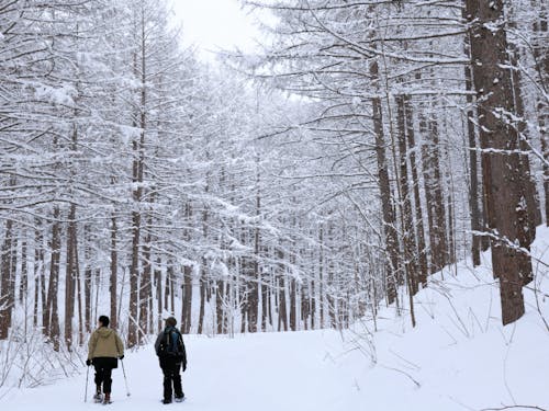 自分さがしに『しもかわの森』へ
