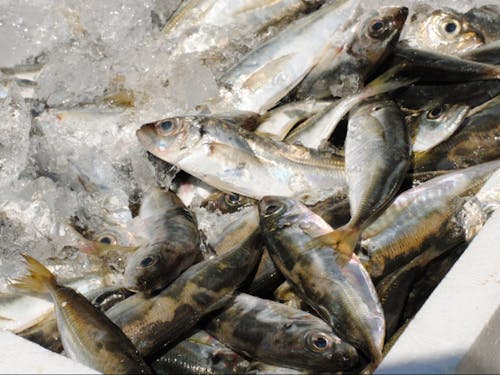 越前町ではとれたての新鮮な食材を毎日口にすることができます。