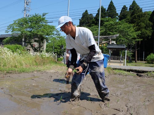 田植えを教えてくれる山田さん。