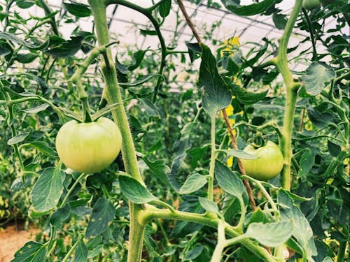 有機JAS認証を取得している冬作トマトはここだけ!