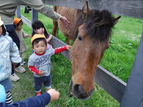 木曽馬と触れ合う園児
