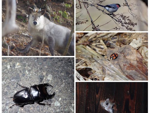 モモンガ、カモシカ、ホタル、クワガタ…。そして、冬には冬ならではの生き物との出会いがあります。当日のお楽しみ!