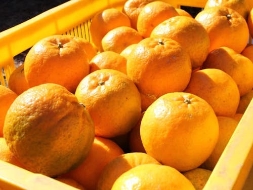 町の特産品であるポンカン