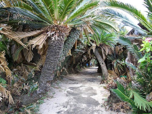 手付かずの大自然