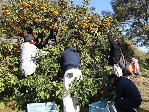 農家のお手伝い「みかんの残もぎ体験」