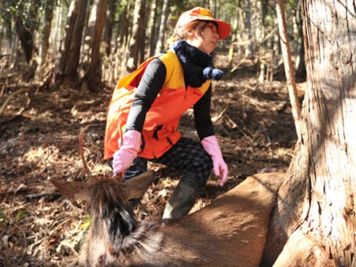 捕獲した鹿を運ぶところ(止め刺し~搬入は運がよければ見学できます)