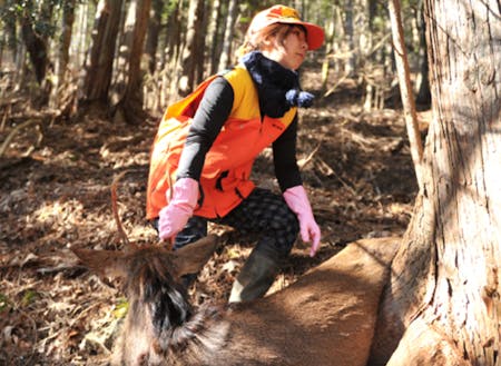 捕獲した鹿を運ぶところ（止め刺し～搬入は運がよければ見学できます）