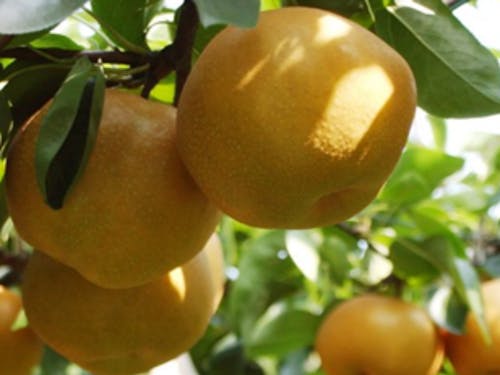 美濃加茂市山之上地区の梨