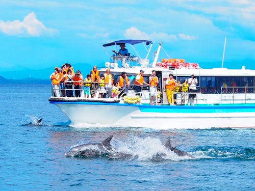 観光船KAISHINⅡとイルカ