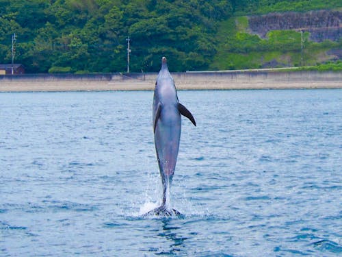 イルカのジャンプ!!