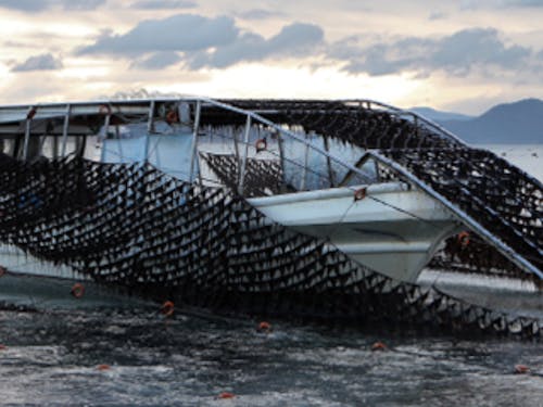 海苔の刈り取り作業