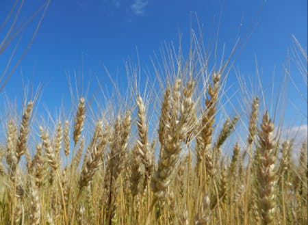 下川町は小麦の産地でもあります。幻の小麦と呼ばれる「ハルユタカ」を使った手延べ麺が食べられるのは下川町だけ！