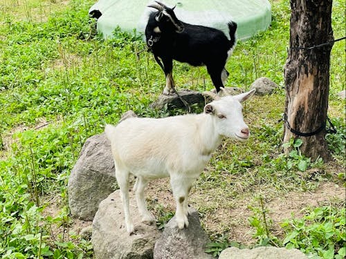 集落でみられるヤギ。草を食べてくれます。