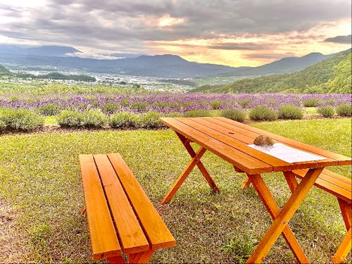 山ノ内町を一望できるランベンダー畑