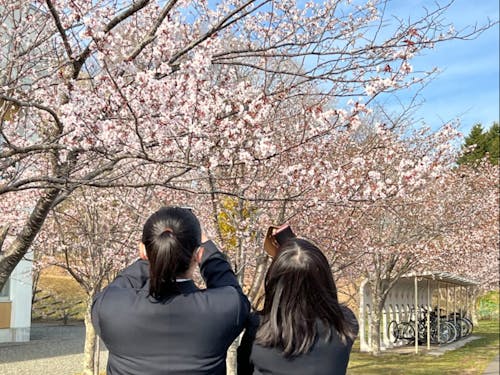 平取高校生と桜!