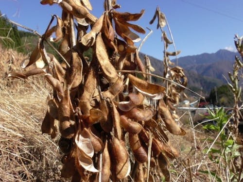 収穫時期を迎えた大豆