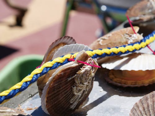 ピン挿しが完成した状態のホタテ