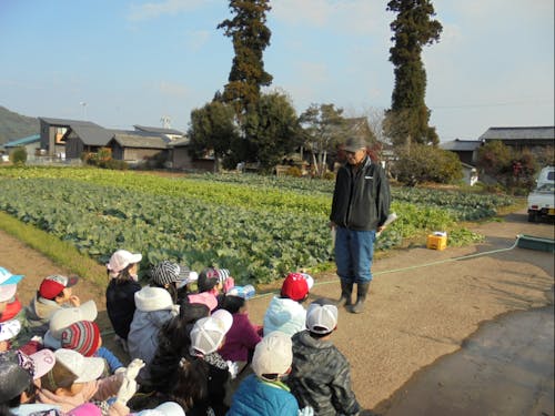 「給食畑」での収穫体験の様子