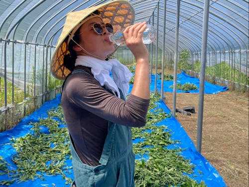 起業型協力隊仲間 木本さん。ドイツで数十年アーティストとして活動し帰国。藍の栽培、藍染めを行う。