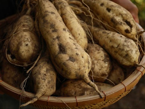 採れたてさつまいも（黄金千貫）