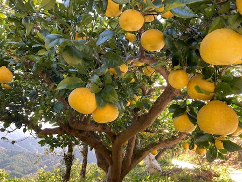 鈴なりの文旦（ぶんたん）