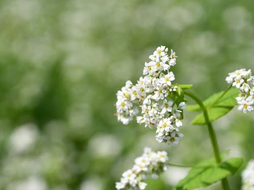 そばの花は白くて可憐なたたずまい