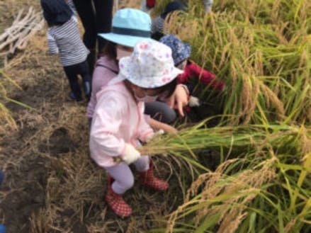 秋の稲刈り体験。小さなお子さんも参加できます。