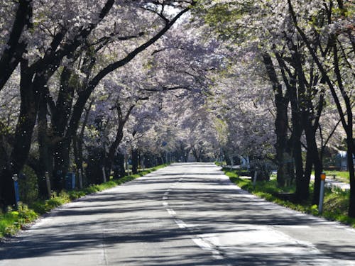 胆沢桜の回廊 春、国道397号を彩る600本のソメイヨシノ