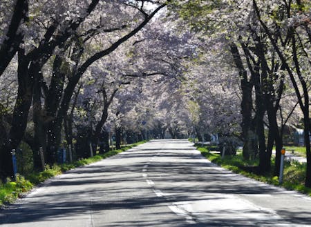 胆沢桜の回廊　春、国道397号を彩る600本のソメイヨシノ