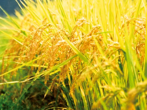 黄金に実る稲穂🌾