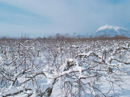 冬の岩木山とりんご畑