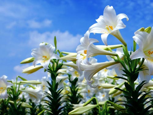 沖永良部島を代表する「えらぶゆり」