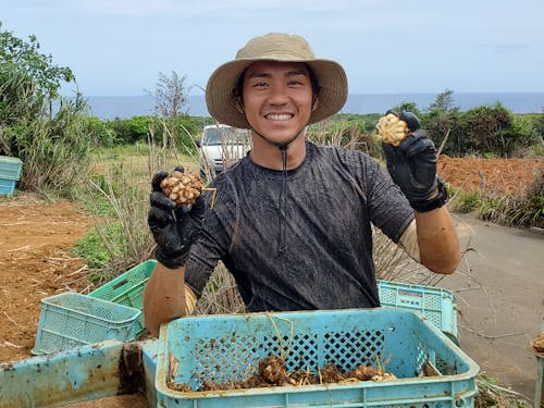 ゆりの球根の堀取り作業