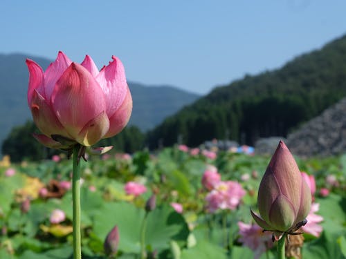 南条地区の特産品である花ハス。根本にはレンコンが育ってます。