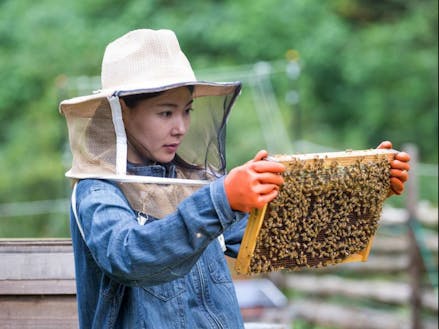 養蜂で起業