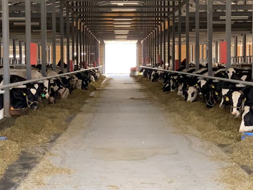 研修牧場の牛舎。フリーストール型で牛が自由に歩き回れます。