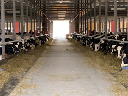 研修牧場の牛舎。フリーストール型で牛が自由に歩き回れます。