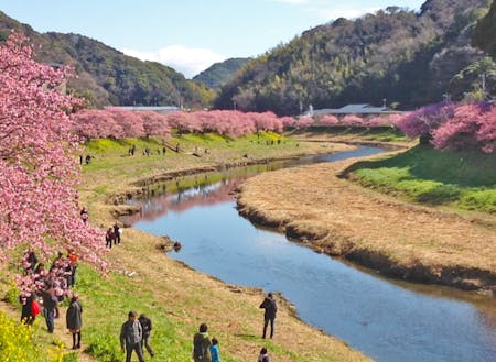 ワーケーションを実施する2月には、河津桜が見頃になります。