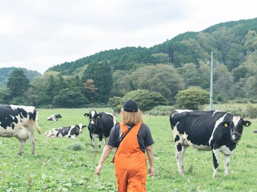 ワーケーションで酪農体験をしている様子