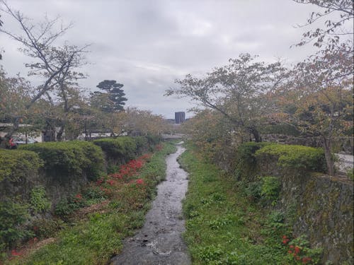 春には桜、夏には蛍が楽しめる一の坂川