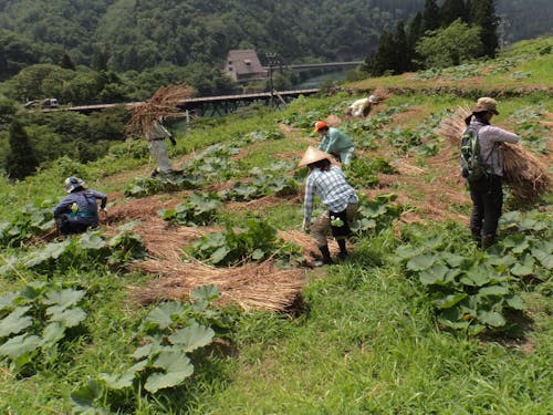 畑での作業の様子。