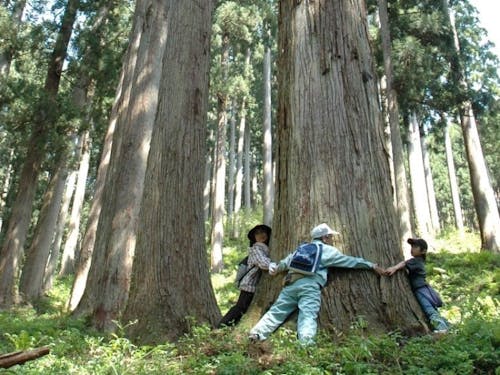 智頭町の慶長杉