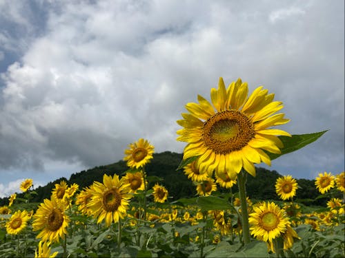 「むつみひまわりロード」ではおよそ30万本のひまわりが咲き誇ります