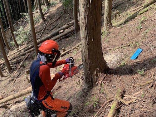 伐倒作業の様子