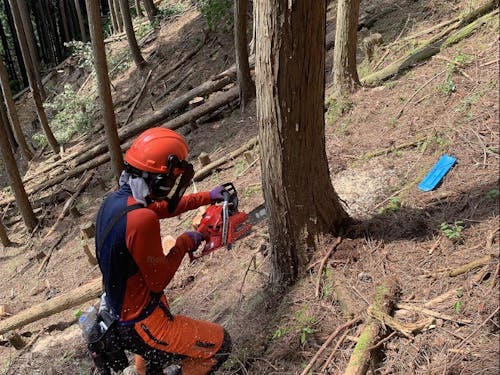 伐倒作業の様子