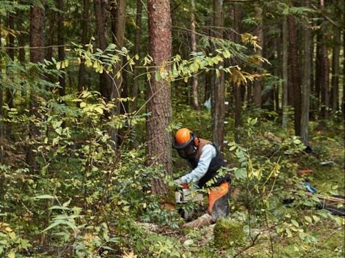 林業体験で森林の課題を発見。