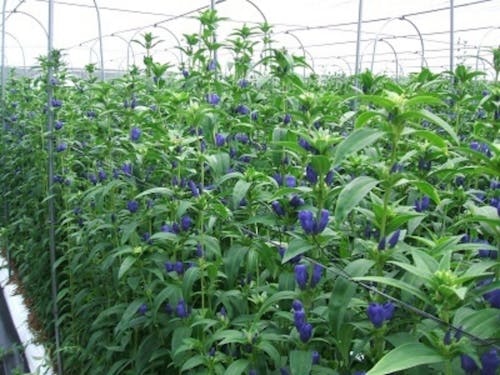 りんどうの写真